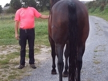 Caballo P.R.E. castrado