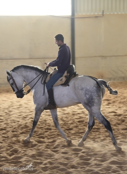 Caballos Capados Anglo-árabe - Anglo-Árabe tordo castrado con 10 años 