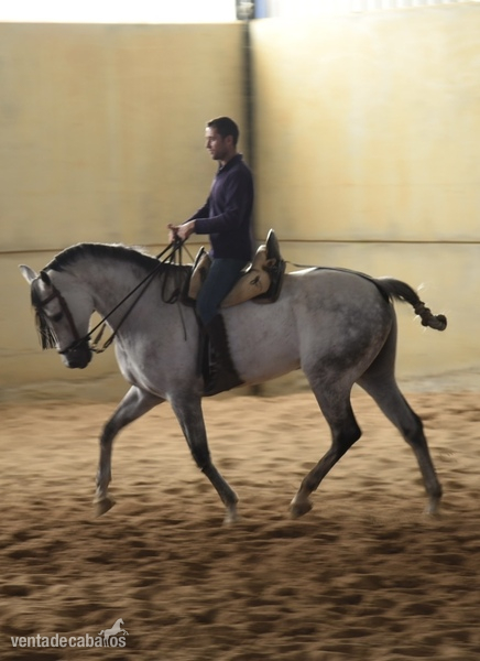 Anglo-Árabe tordo castrado con 10 años  - Caballos Capados Anglo-árabe