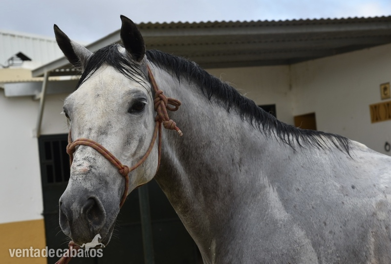 Anglo-Árabe tordo castrado con 10 años  - Caballos Capados
