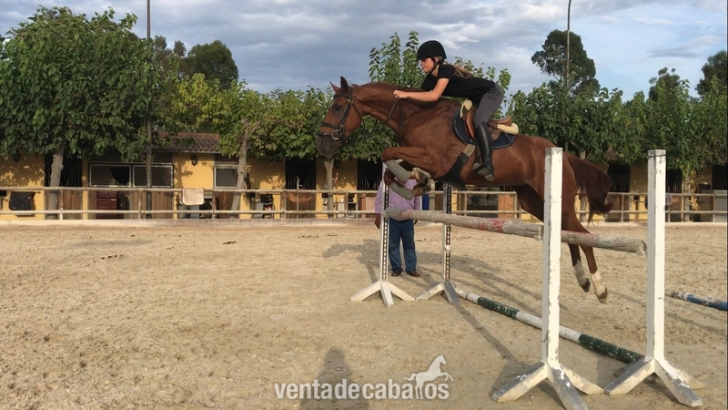 Yegua 5 años de salto o completo - Pura sangre inglés x hannoveriano