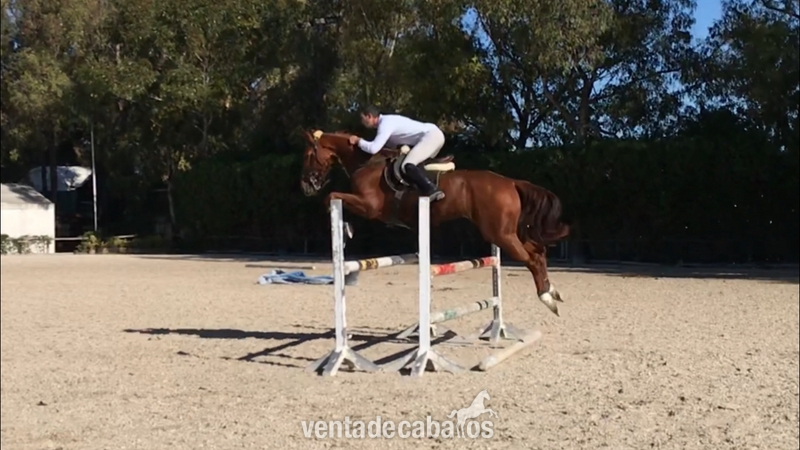 Yegua 5 años de salto o completo