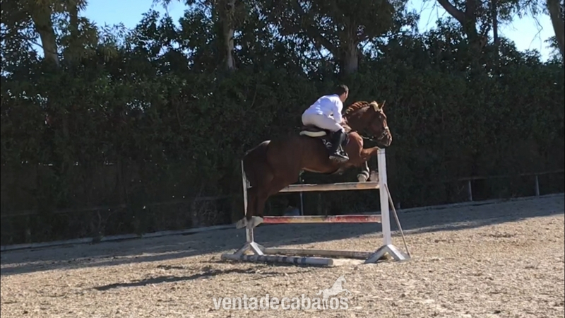  Yegua 5 años de salto o completo