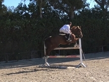 Yegua 5 años de salto o completo