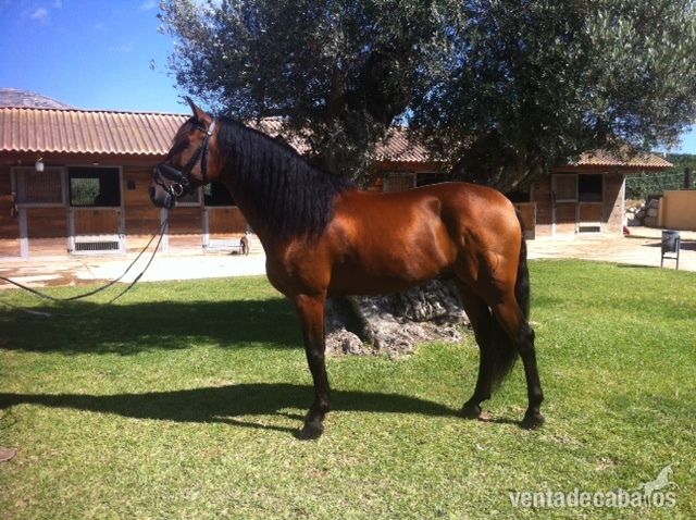 P.R.E castrado,castaño,doma clasica in 