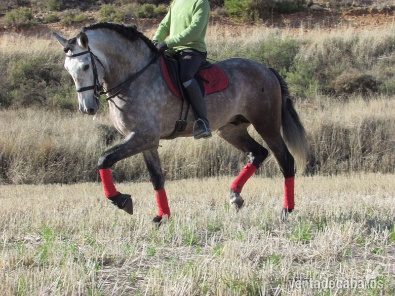 Caballos Pura Raza Española (P.R.E.) Pura Raza Española - Cartujano JJs. Cardenas Bohorquez 5 años domado