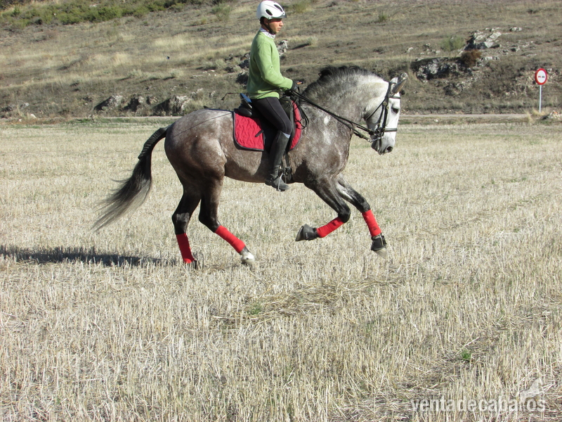 Cartujano JJs. Cardenas Bohorquez 5 años domado - Caballos Pura Raza Española (P.R.E.) Pura Raza Española