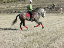 Cartujano JJs. Cardenas Bohorquez 5 años domado