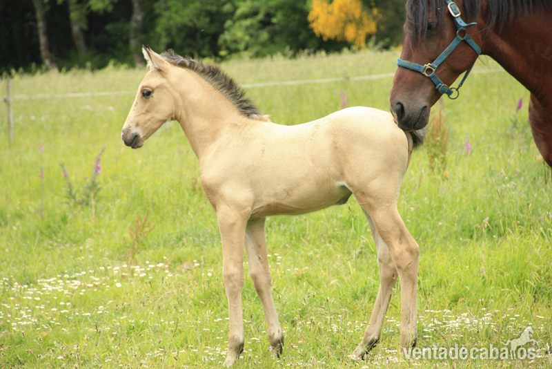 CAMADA POTROS 2017 CAPAS DILUIDAS in 