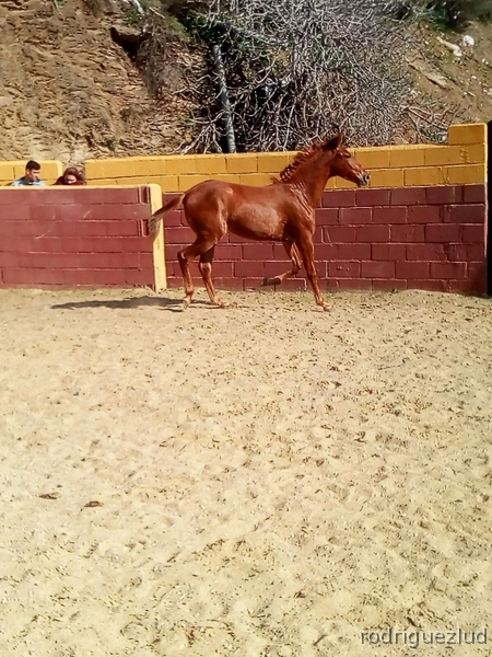 Pura Raza Española {TYPE}