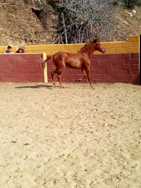 Pura Raza Española {TYPE}