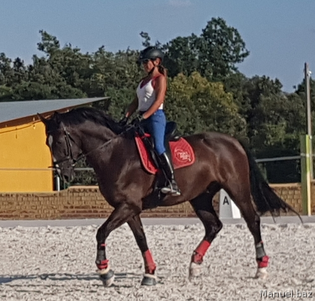 POTRO 4 AÑOS - Hannoveriano-PRE