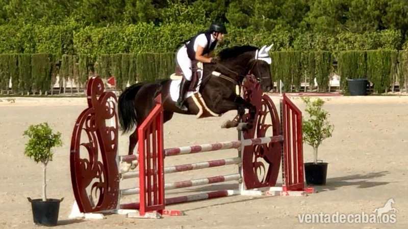 YEGUA KWPN DE 12 AÑOS DE SALTO in 