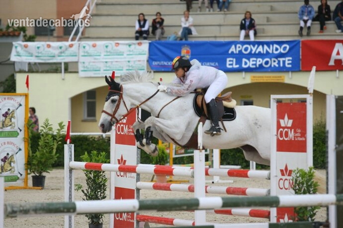 Se vende yegua de salto in 