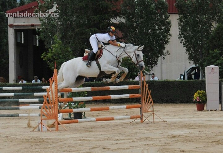 Caballo de Deporte Español (CDE)