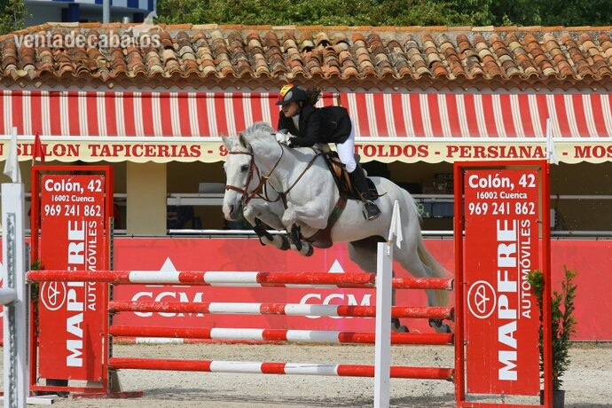 Caballo de Deporte Español (CDE) {TYPE}