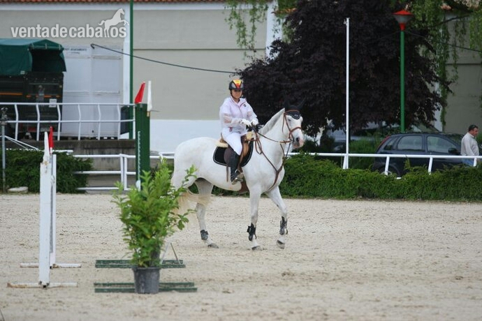 Yeguas Caballo de Deporte Español (CDE) - Se vende yegua de salto