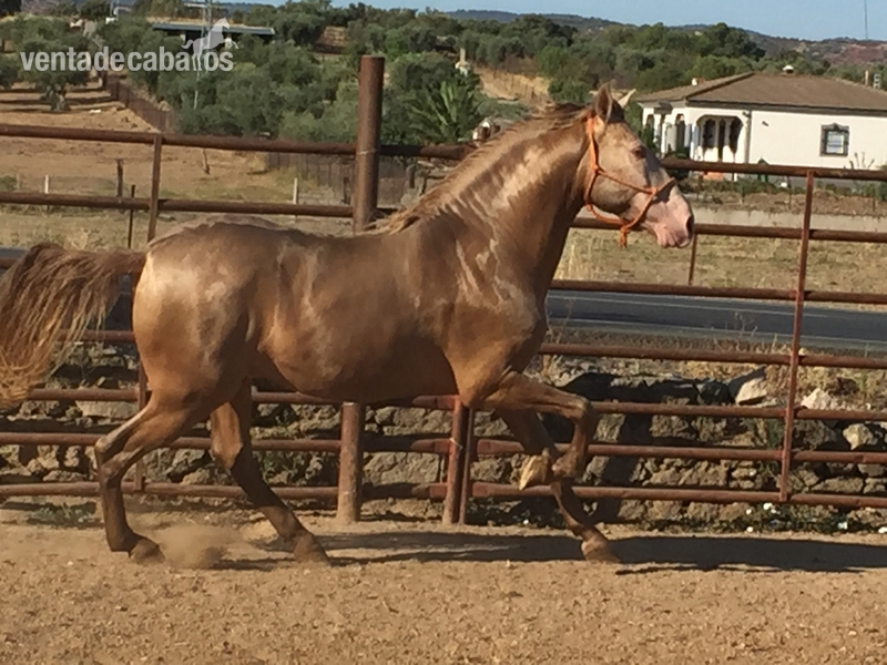 Pura Raza Española {TYPE}