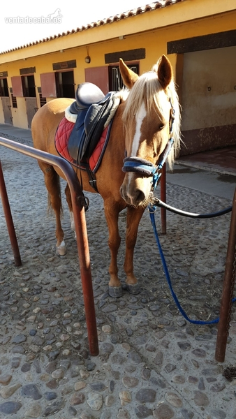 Lusitano