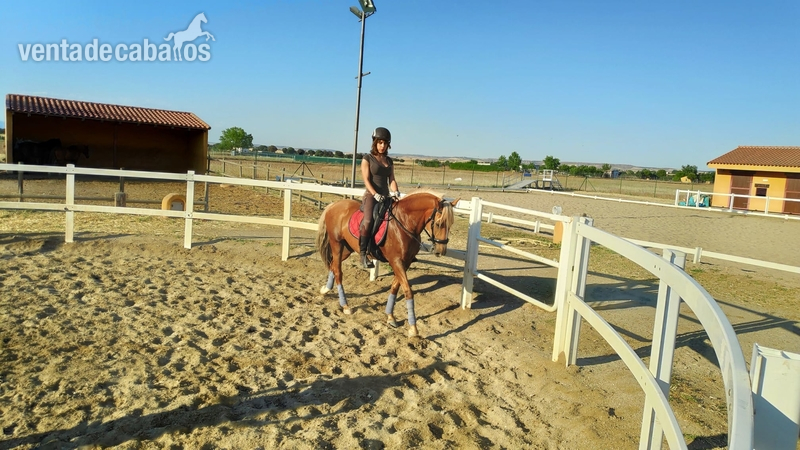 Lusitano {TYPE}