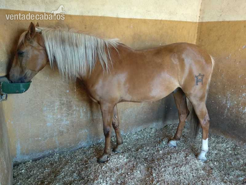 Caballos Capados Lusitano - Caballo Palomino de 8 años