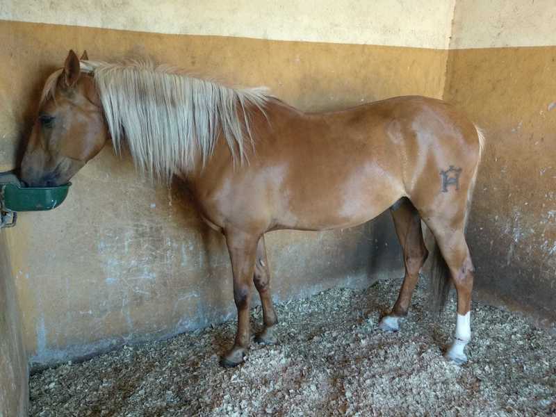 Caballos Capados Lusitano - Caballo Palomino de 8 años