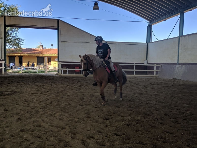 Caballo Palomino de 8 años - Caballos Capados Lusitano