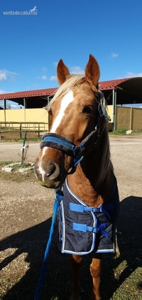 Caballo Palomino de 8 años in 