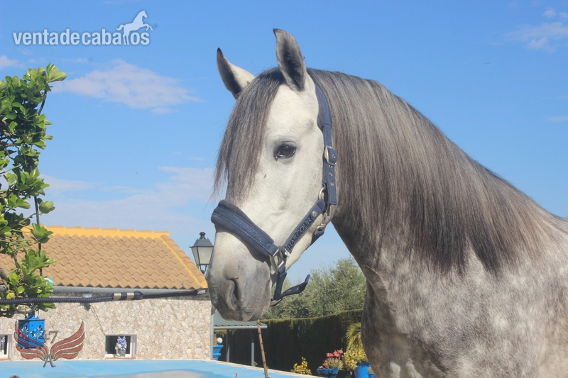 Caballos Pura Raza Española (P.R.E.) PRE - Potro PRE 3 años