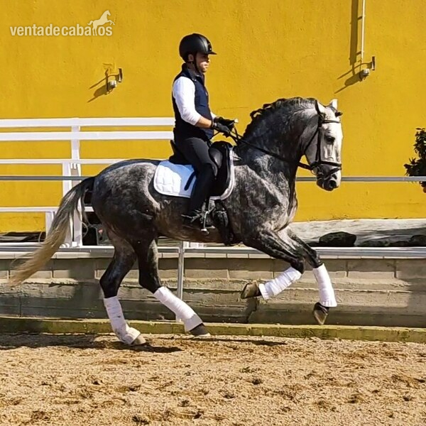 Potro PRE 3 años - Caballos Pura Raza Española (P.R.E.) PRE
