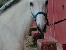 Caballo cruzado hispano árabe de 1,55