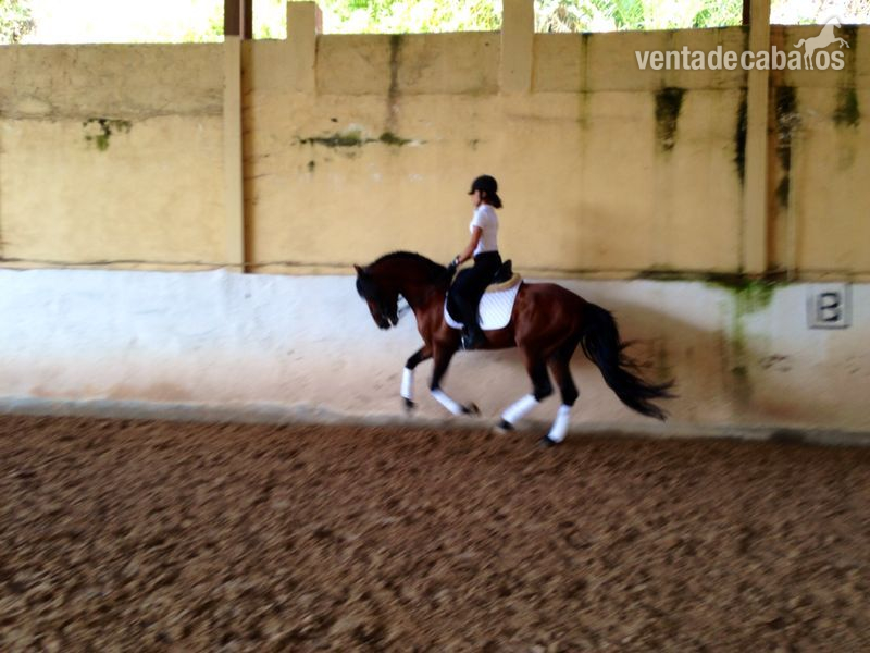 se vende  caballo de pura raza español in 