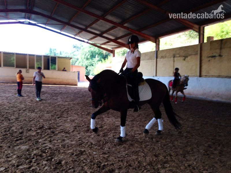 Caballos Pura Raza Española (P.R.E.) Frisón - se vende  caballo de pura raza español