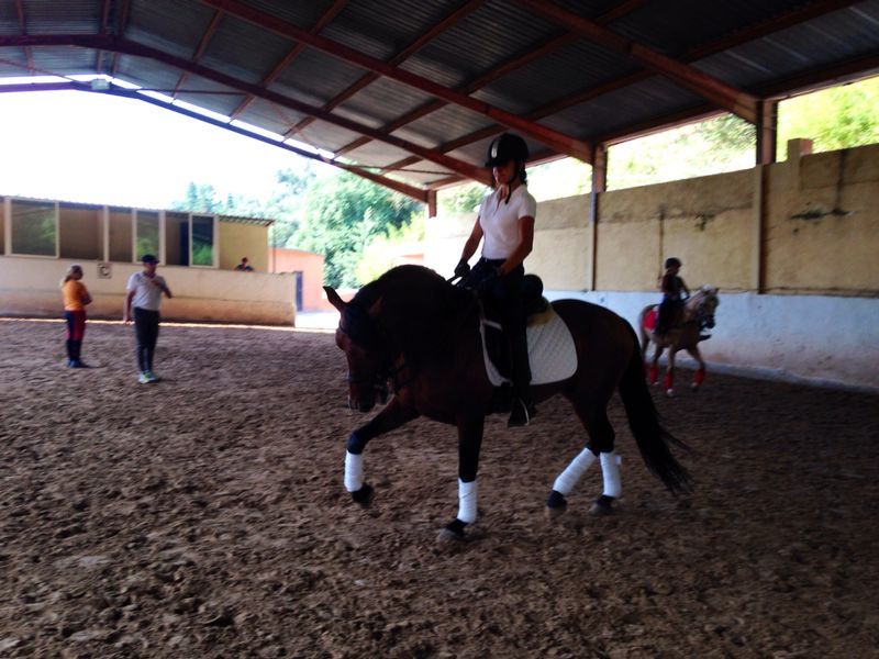 Caballos Pura Raza Española (P.R.E.) Frisón - se vende  caballo de pura raza español