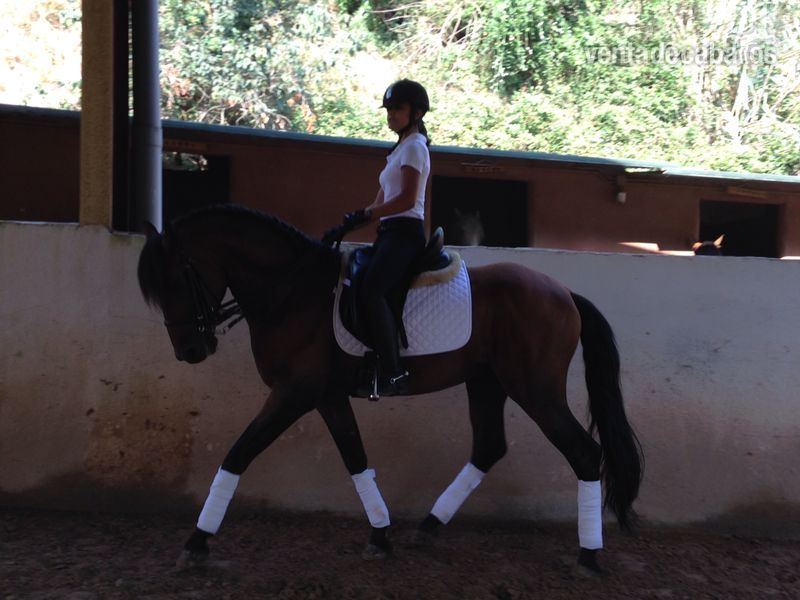 se vende  caballo de pura raza español - Caballos Pura Raza Española (P.R.E.) Frisón