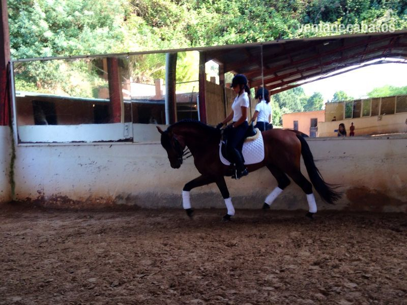 se vende  caballo de pura raza español - Frisón