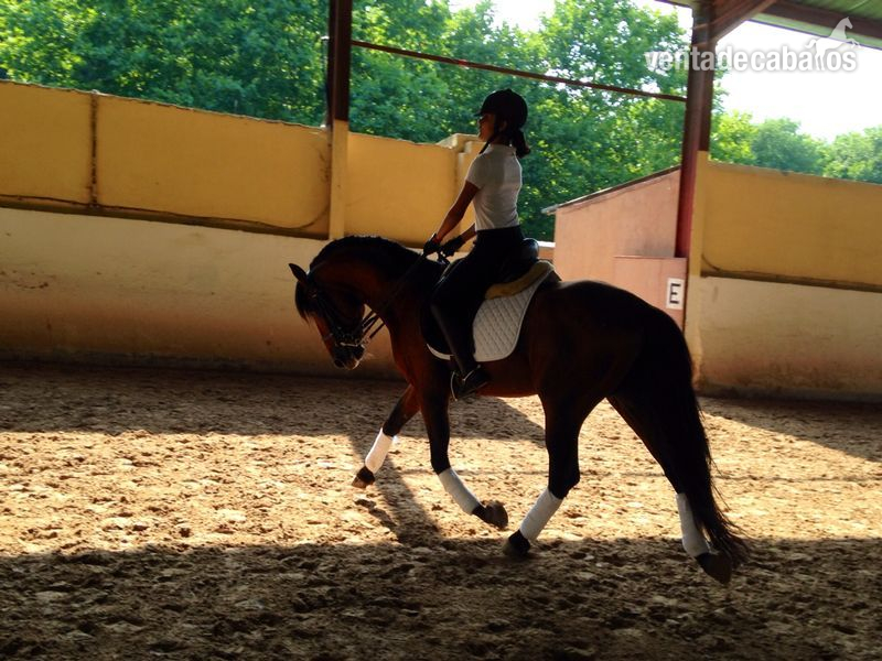 se vende  caballo de pura raza español - Caballos Pura Raza Española (P.R.E.)