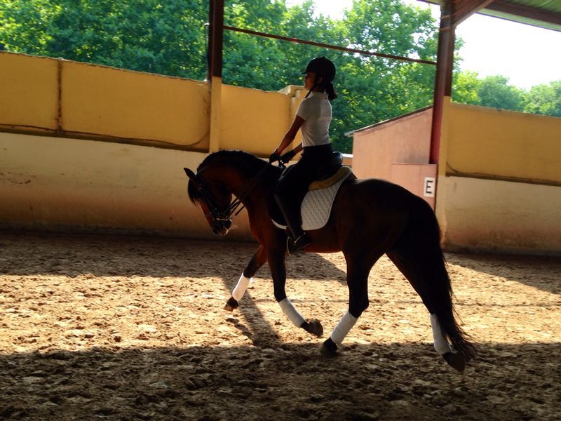 se vende  caballo de pura raza español - Caballos Pura Raza Española (P.R.E.)