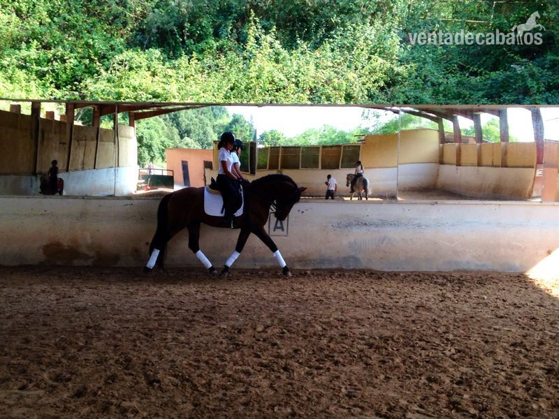 se vende  caballo de pura raza español