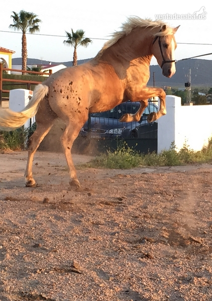 Semental palomino 3 años apto como semental in 