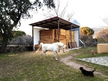 Finca de 4 Ha con vivienda y cuadras a menos de 100km de Madrid