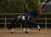 SEMENTAL APPLAOOSA CENTRO EUROPEO 172, LINEA SIR DONNERHALL I