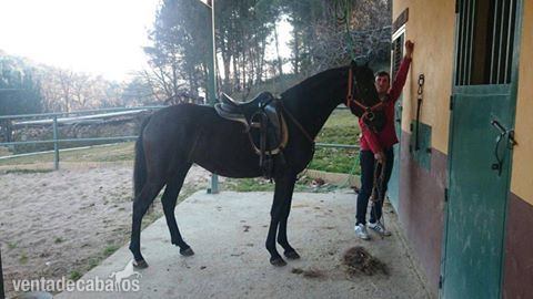 Se vende Potra PRE in 