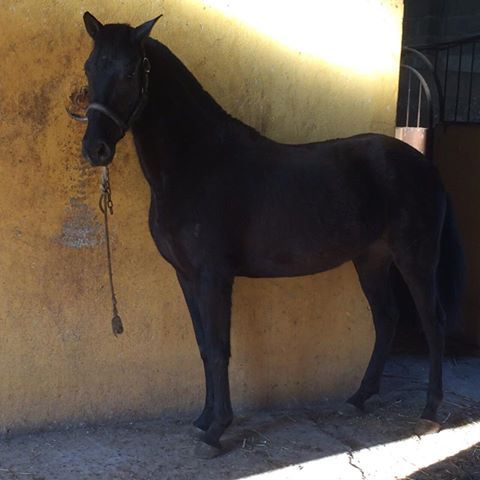 Pura Raza Española