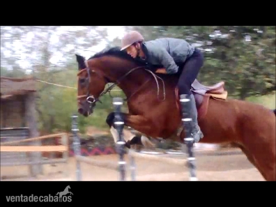 Caballo de Salto in 
