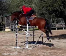 Warmblood