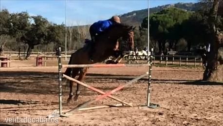 Warmblood {TYPE}