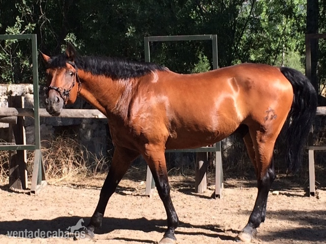 Caballos Capados Warmblood - Caballo de Salto