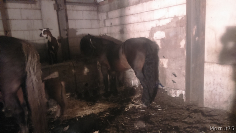 Busco caballo o llegua o potro  in 