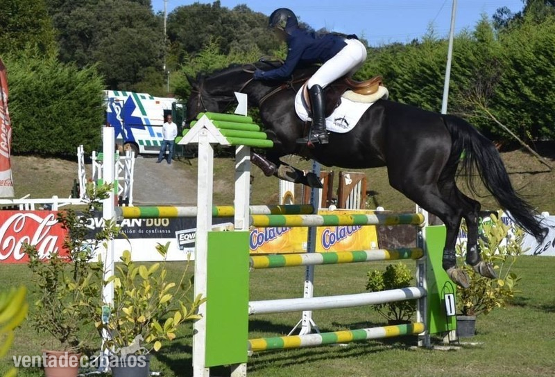 Se vende caballo de salto BWP negro in 
